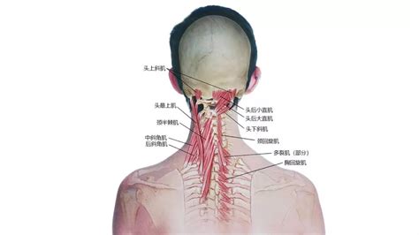 脖子下面的骨頭|頸/脊椎的結構與功能